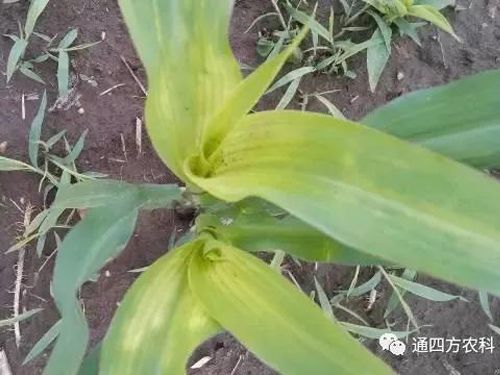 ���הQ����ô�k����ץ�o��Q��(hu��)Ӱ푮a(ch��n)��!!!